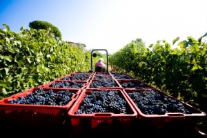 A snapshot of the harvest at Terre Margaritelli.