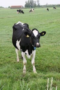 lamuse-signature-cows-holstein